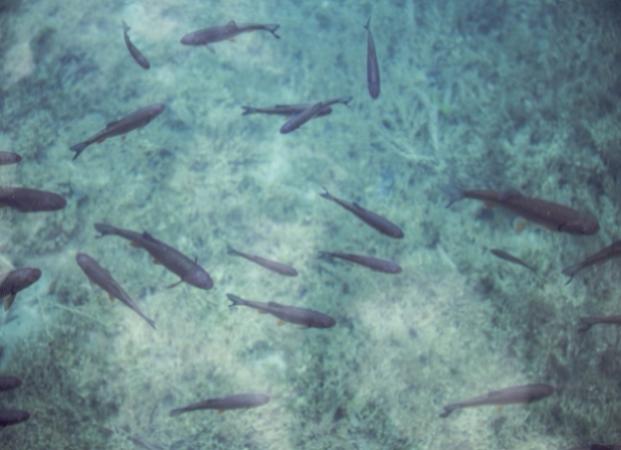 Members kick off 2019 with first cluster of fisheries subsidies meetings